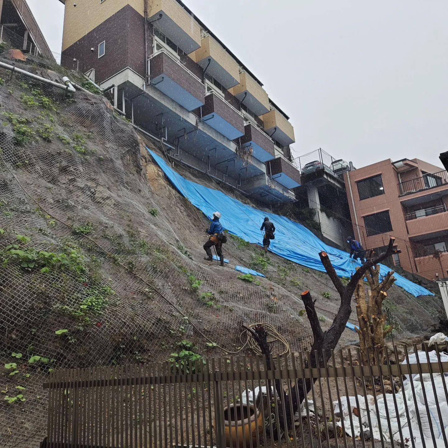 昨日の雨養生☂️
